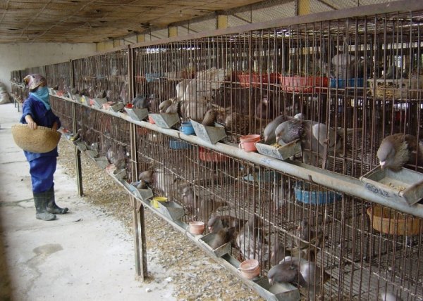Kỹ thuật nuôi chim bồ câu Pháp tăng khả năng sinh sản và chất lượng tốt