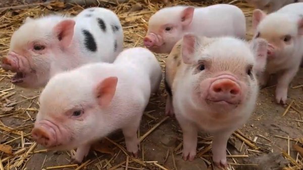 Quy trình thực hành chăn nuôi tốt cho lợn