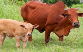 Kỹ thuật chăn nuôi bò sinh sản