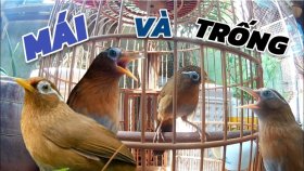 Cách phân biệt họa mi đực, cái?