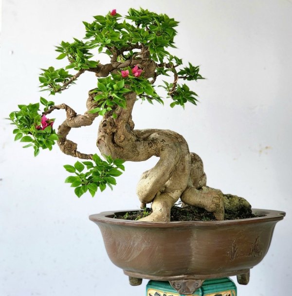 Cây bonsai mini đẹp để bàn - cây xanh