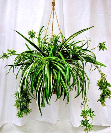 Cây dây nhện (Spider plant, Chlorophytum comosum)