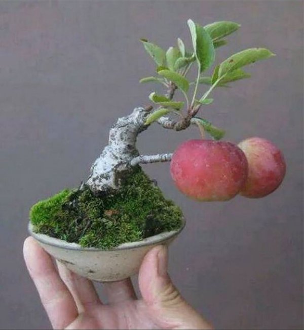 Cây táo mini ra quả đẹp nhất thế giới