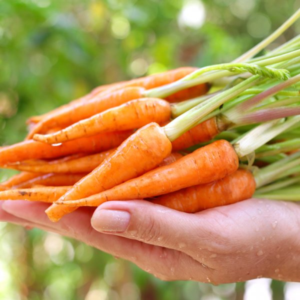 Cách trồng cà rốt tí hon tại nhà hay