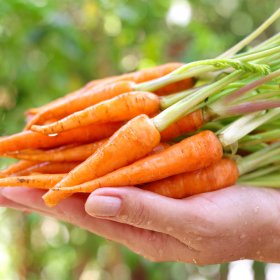 Cách trồng cà rốt tí hon tại nhà