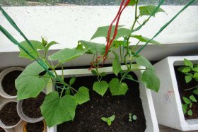 Cách trồng dưa leo tại nhà: dễ ợt mà sai quả