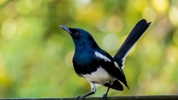 Top 5 các loài chim cảnh nhỏ dễ nuôi, xinh xắn, hót hay