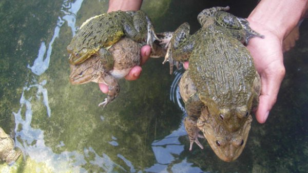 Phòng và trị một số bệnh thường gặp trên ếch nuôi
