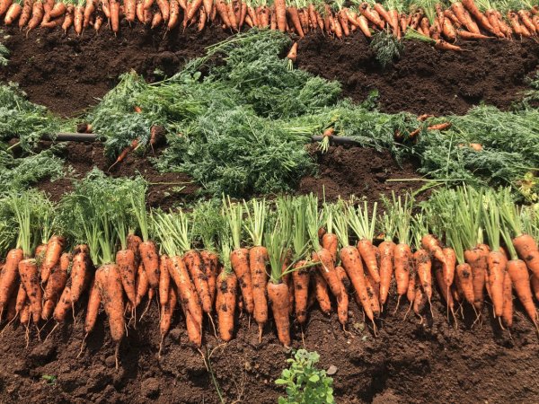 cà rốt kỹ thuật trồng cà rốt năng suất cao