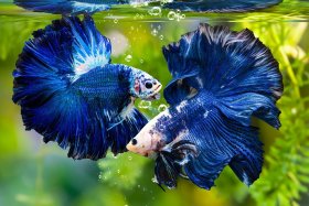 Thức ăn tốt nhất cho cá betta?