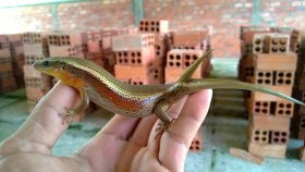 Kỹ thuật nuôi và chăm sóc rắn mối