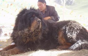Kỹ thuật chăm nuôi chó: huấn luyện