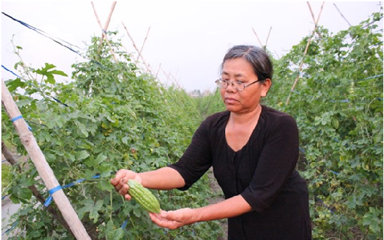 Bà Hồng VietGAP và vườn rau 4 tấn