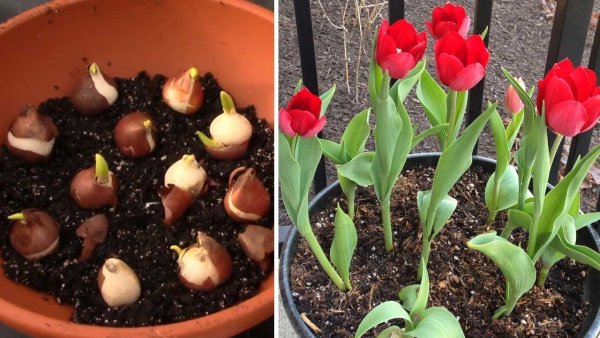 Hướng dẫn trồng hoa tulip nở hoa dịp tết
