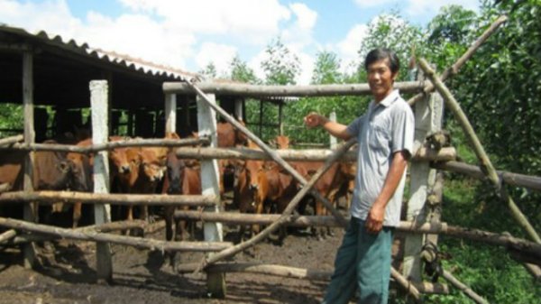 Thu nhập cao nhờ kết hợp trồng rừng, nuôi bò