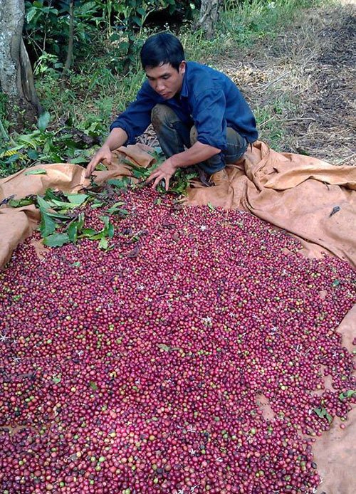 Giá cà phê bất ngờ tăng vọt