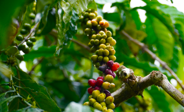 Giá cà phê trong nước tiếp tục giảm thêm 100 ngàn đồng/tấn