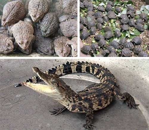 Kiếm tiền tỷ từ nuôi: ếch da xanh, cá sấu, tắc kè…