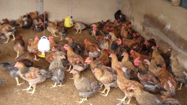 Anh nông dân Thủ đô thu lãi tiền tỷ nhờ nuôi gà an toàn sinh học
