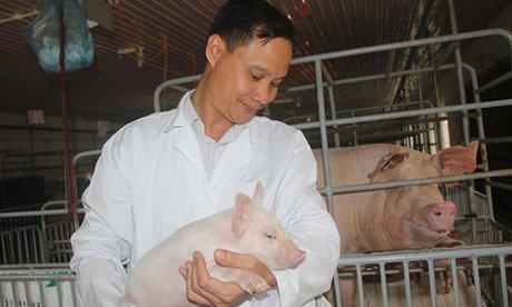 làm giàu chăn nuôi lợn sạch công nghệ cao trong nông nghiệp