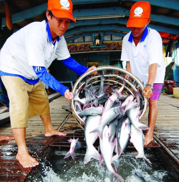 Kinh nghiệm vận chuyển cá giống giảm thiểu tối đa tỷ lệ chết