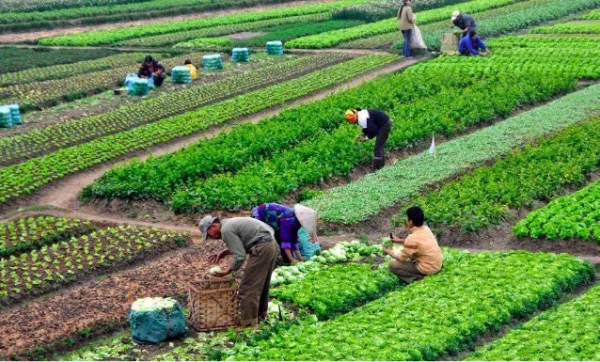 Con đường phát triển nông nghiệp Việt Nam 2020