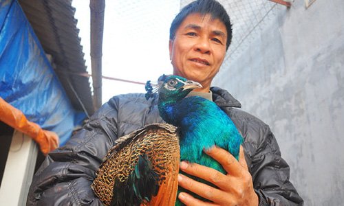 Nông dân làm giàu từ nuôi chim công Ấn Độ