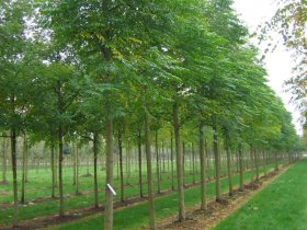 Hiệu quả kinh tế cao từ trồng xoan lấy gỗ ở Đô Lương