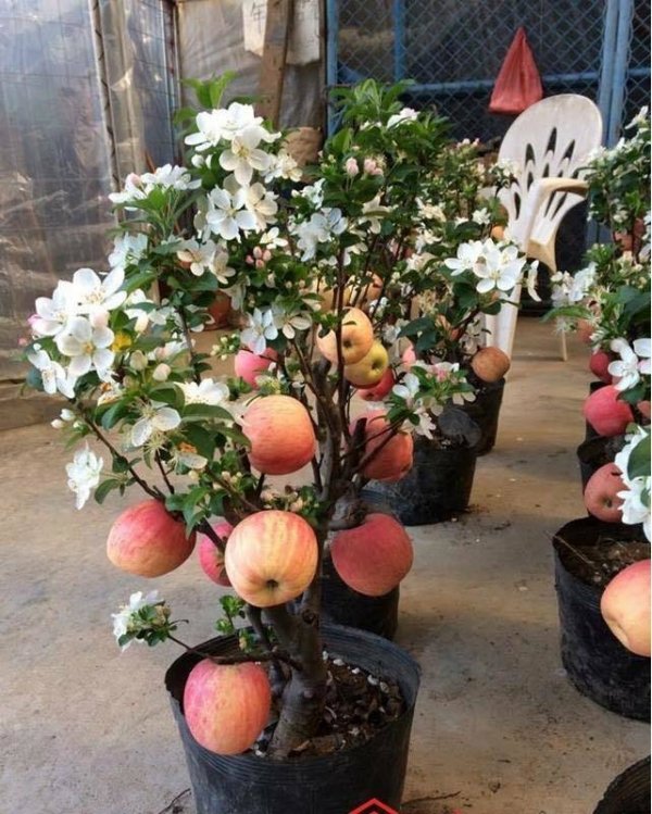 Tận dụng những hạt táo sau khi ăn quả, bạn có thể tự tay trồng những cây táo nhỏ xinh