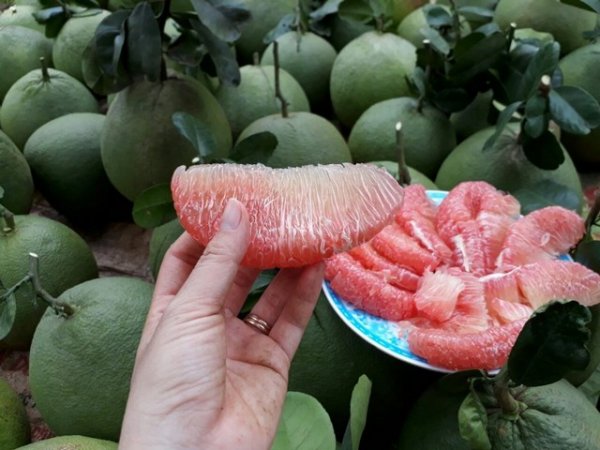 Kỹ thuật trồng và chăm sóc bưởi da xanh sai trái