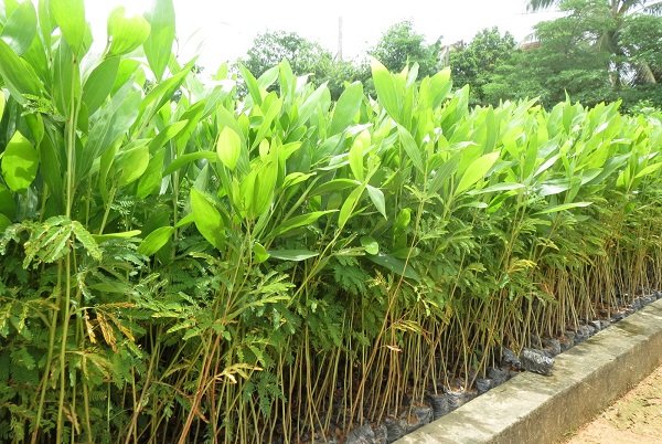 Kỹ thuật trồng cây keo tai tượng