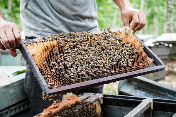 Kỹ thuật tạo ong chúa và nhân đàn, thúc ong làm mật