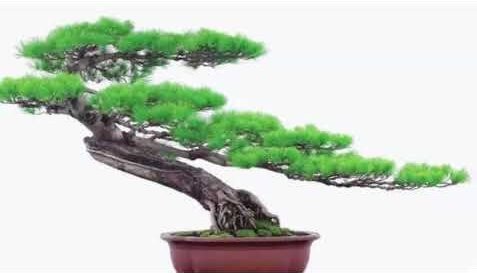 thế bạt phong hồi đầu