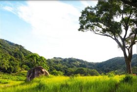 Khai thác đồng cỏ tự nhiên