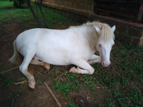 Kỹ thuật nuôi ngựa sinh sản: phối giống, chửa đẻ, ngựa con