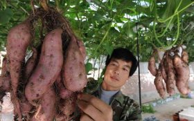 Kỹ thuật trồng và chăm sóc khoai lang leo giàn