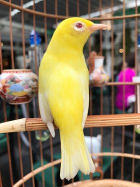 Quan điểm Phật giáo về nuôi chim cảnh hay cá kiểng