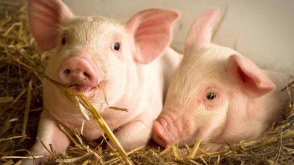 kỹ thuật chăn nuôi lợn thịt sạch bằng men ủ vi sinh