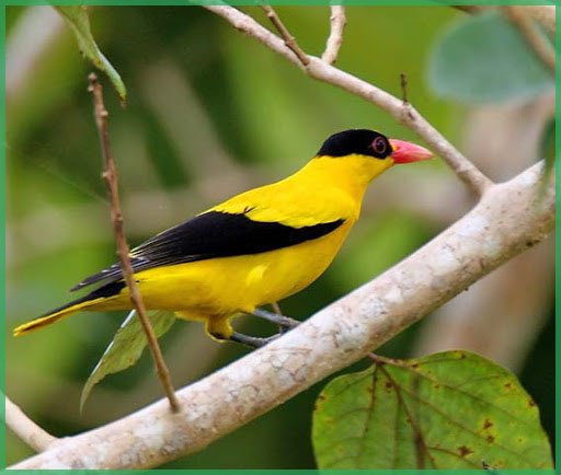 Khám Phá 11 Loài Chim Vàng Anh Cực Đẹp ⋆ Cá cảnh mini