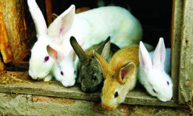 Chăn nuôi thỏ sinh sản
