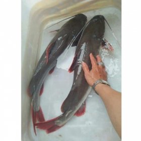 Kỹ thuật nuôi cá lăng nha trong lồng bè: thịt ngon ngọt
