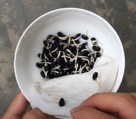 Kỹ thuật trồng cây đậu đen vùng bán ngập