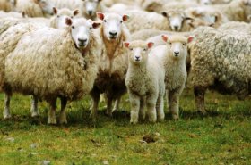 Những điều cần biết khi chăn nuôi cừu