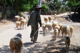 Rủi ro chăn nuôi cừu trong mùa hạn