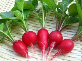 Kỹ thuật trồng cải củ đỏ trong nhà