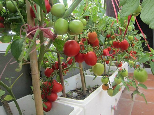 Cách trồng cà chua trong thùng xốp