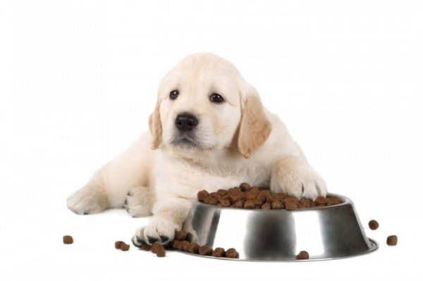 Chế độ dinh dưỡng cho chó con