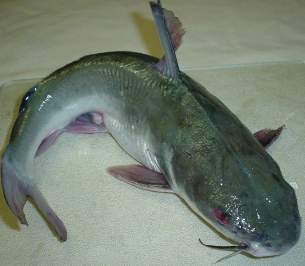 Kỹ thuật nuôi cá trê phi: chọn giống, thức ăn, kiểm tra ao... 