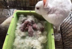 Cách nuôi thỏ mẹ: Nhổ lông làm ổ chăm con