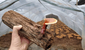 Cách trồng nấm linh chi trên thân cây gỗ